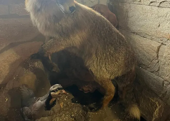 семеен звезда Sudievo